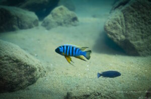 Metriaclima sp. 'zebra long pelvic'